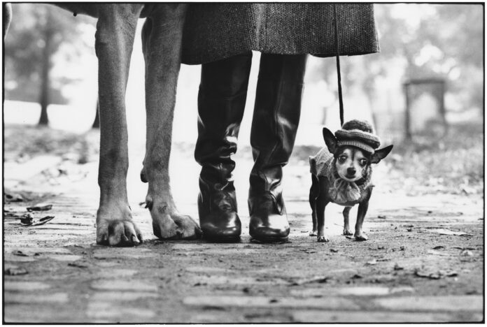 ELLIOTT ERWITT